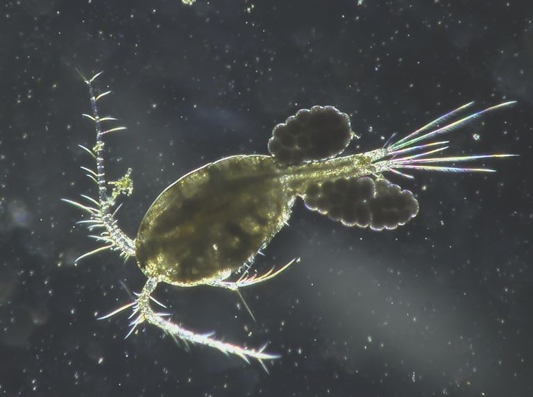 Halo_contrast_base_web-768x572